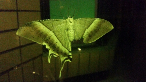 Our beautiful nocturnal visitor